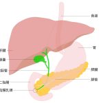 胆管がんの不安とつらさ、そして緩和ケア──「症状が出る前」から支えが必要な理由