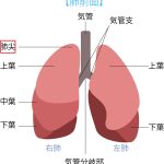 肺がんのつらさと不安──息苦しさ・呼吸困難・咳が心を追い詰めるときに、緩和ケアでできること
