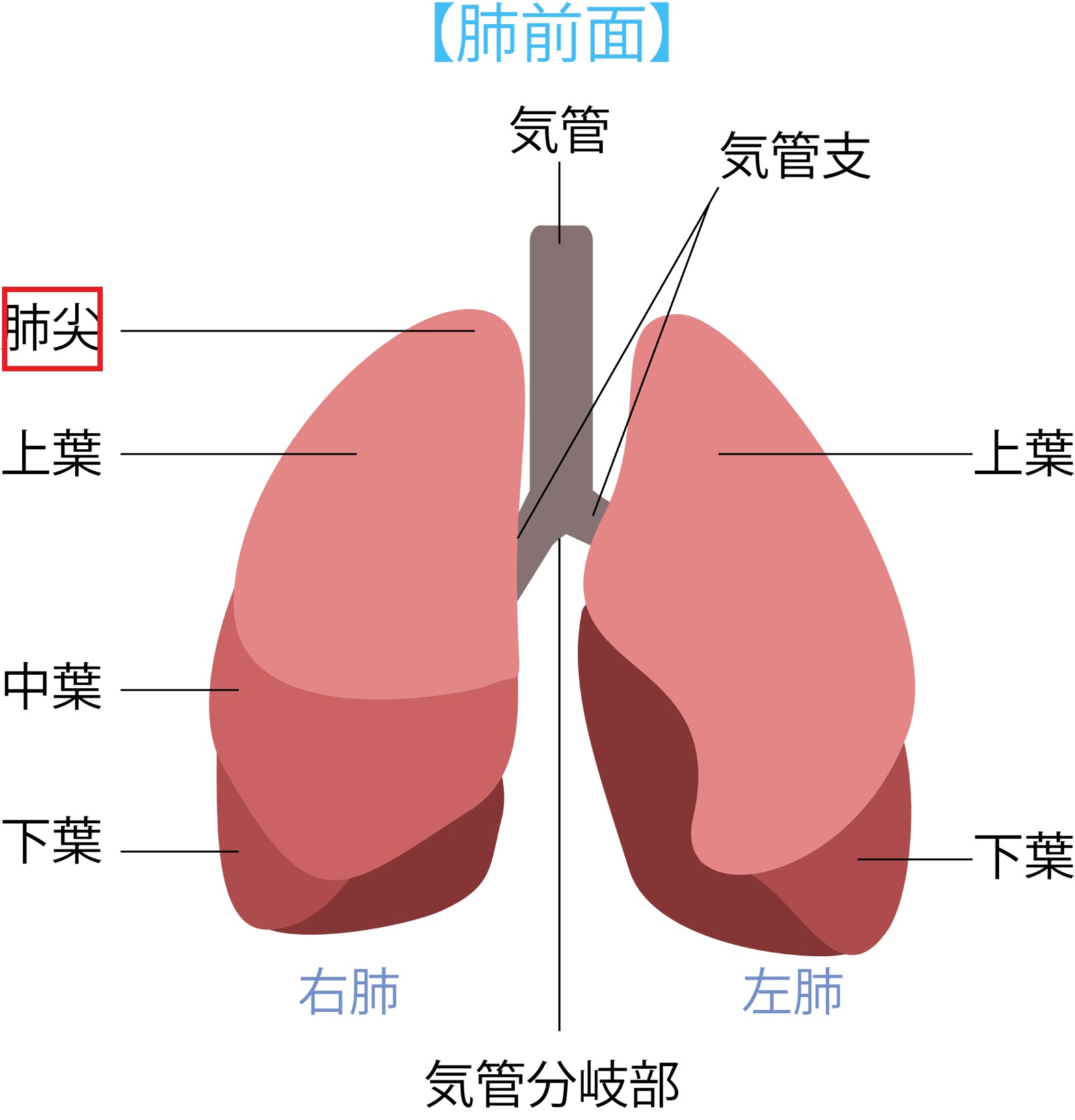 肺がんと緩和ケア