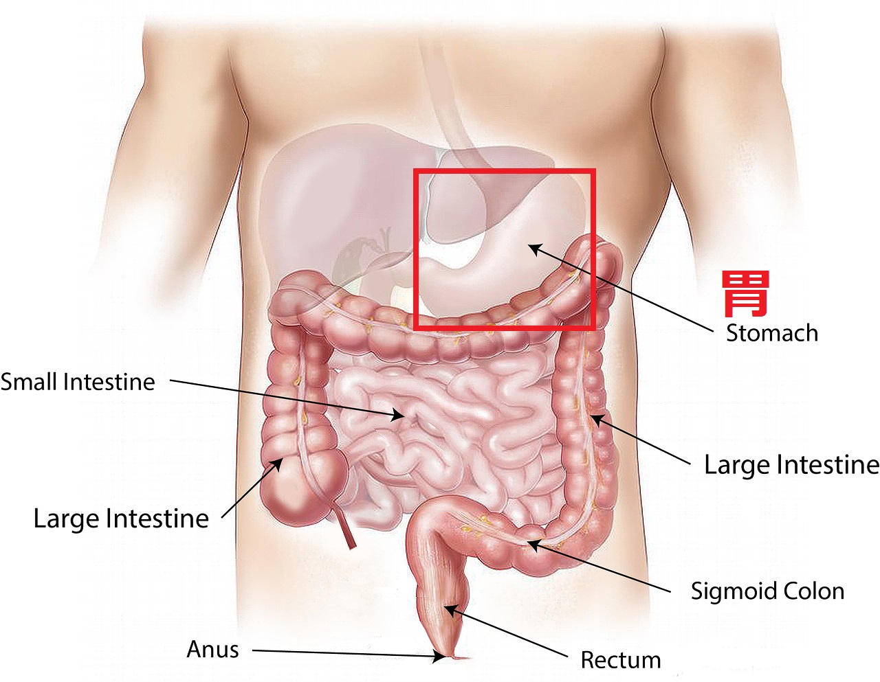 胃がんの緩和ケア