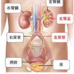 腎細胞がんの不安とつらさと緩和ケア ──「手術が終わっても不安が消えない」と感じているあなたへ